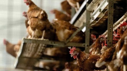 &Gamma;&rho;ί&pi;&eta; &tau;&omega;&nu; &pi;&tau;&eta;&nu;ώ&nu;: &Mu;&iota;&alpha; &pi;&rho;ώ&tau;&eta; &epsilon;&sigma;&tau;ί&alpha; &epsilon;&nu;&tau;&omicron;&pi;ί&sigma;&tau;&eta;&kappa;&epsilon; &sigma;&tau;&omicron;&nu; &nu;ό&tau;&omicron; &tau;&eta;&sigmaf; &Sigma;&omicron;&upsilon;&eta;&delta;ί&alpha;&sigmaf;