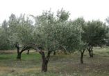 &Gamma;&epsilon;&omega;&rho;&gamma;&iota;&kappa;έ&sigmaf; &pi;&rho;&omicron;&epsilon;&iota;&delta;&omicron;&pi;&omicron;&iota;ή&sigma;&epsilon;&iota;&sigmaf; &gamma;&iota;&alpha; &tau;&eta;&nu; &epsilon;&lambda;&iota;ά