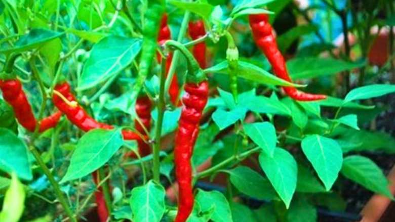 &Tau;&alpha; &epsilon;ί&delta;&eta; &tau;&omega;&nu; &kappa;&alpha;&upsilon;&tau;&epsilon;&rho;ώ&nu; &pi;&iota;&pi;&epsilon;&rho;&iota;ώ&nu; - &Omicron;&phi;έ&lambda;&eta; &kappa;&alpha;&iota; &omicron;&iota; &pi;&alpha;&rho;&epsilon;&nu;έ&rho;&gamma;&epsilon;&iota;&epsilon;&sigmaf;