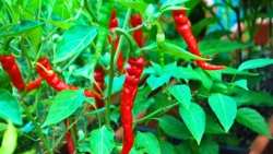 &Tau;&alpha; &epsilon;ί&delta;&eta; &tau;&omega;&nu; &kappa;&alpha;&upsilon;&tau;&epsilon;&rho;ώ&nu; &pi;&iota;&pi;&epsilon;&rho;&iota;ώ&nu; - &Omicron;&phi;έ&lambda;&eta; &kappa;&alpha;&iota; &omicron;&iota; &pi;&alpha;&rho;&epsilon;&nu;έ&rho;&gamma;&epsilon;&iota;&epsilon;&sigmaf;