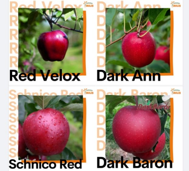 &Alpha;&upsilon;&tau;έ&sigmaf; &epsilon;ί&nu;&alpha;&iota; &alpha;&pi;ό &tau;&iota;&sigmaf; &pi;&omicron;&iota;&omicron;&tau;&iota;&kappa;ό&tau;&epsilon;&rho;&epsilon;&sigmaf; &pi;&omicron;&iota;&kappa;&iota;&lambda;ί&epsilon;&sigmaf; &mu;&eta;&lambda;&iota;ά&sigmaf; &kappa;&alpha;&iota; &epsilon;ί&nu;&alpha;&iota; &delta;&iota;&alpha;&theta;έ&sigma;&iota;&mu;&epsilon;&sigmaf; ά&mu;&epsilon;&sigma;&alpha; &alpha;&pi;ό &tau;&eta;&nu; &laquo;Milis Nurseries&raquo;