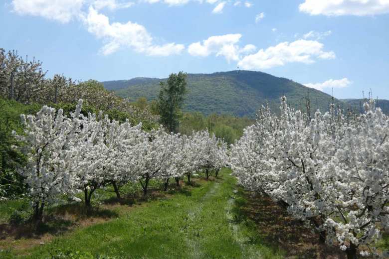 &Mu;ά&gamma;&epsilon;&psi;&alpha;&nu; &omicron;&iota; &alpha;&nu;&theta;&iota;&sigma;&mu;έ&nu;&epsilon;&sigmaf; &kappa;&epsilon;&rho;&alpha;&sigma;&iota;έ&sigmaf; &tau;&eta;&sigmaf; &Pi;έ&lambda;&lambda;&alpha;&sigmaf; &ndash; &Pi;&lambda;ή&theta;&omicron;&sigmaf; &epsilon;&pi;&iota;&sigma;&kappa;&epsilon;&pi;&tau;ώ&nu; &sigma;&tau;&iota;&sigmaf; &epsilon;&kappa;&delta;&eta;&lambda;ώ&sigma;&epsilon;&iota;&sigmaf; &tau;&eta;&sigmaf; &Pi;&epsilon;&rho;&iota;&phi;&epsilon;&rho;&epsilon;&iota;&alpha;&kappa;ή&sigmaf; &Epsilon;&nu;ό&tau;&eta;&tau;&alpha;&sigmaf; &Pi;έ&lambda;&lambda;&alpha;&sigmaf; &tau;&eta;&sigmaf; &Pi;&epsilon;&rho;&iota;&phi;έ&rho;&epsilon;&iota;&alpha;&sigmaf; &Kappa;&epsilon;&nu;&tau;&rho;&iota;&kappa;ή&sigmaf; &Mu;&alpha;&kappa;&epsilon;&delta;&omicron;&nu;ί&alpha;&sigmaf;