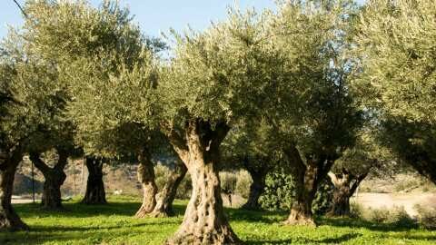 &Sigma;&tau;. &Alpha;&rho;&alpha;&chi;&omega;&beta;ί&tau;&eta;&sigmaf;: &ldquo; &Gamma;&lambda;&omicron;&iota;&sigma;&pi;ό&rho;&iota;&omicron; &tau;&eta;&sigmaf; &epsilon;&lambda;&iota;ά&sigmaf;: Ά&mu;&epsilon;&sigma;&eta; &kappa;&alpha;&iota; &Delta;ί&kappa;&alpha;&iota;&eta; &Epsilon;&kappa;&tau;ί&mu;&eta;&sigma;&eta; &kappa;&alpha;&iota; &Kappa;ά&lambda;&upsilon;&psi;&eta; &tau;&eta;&sigmaf; &zeta;&eta;&mu;&iota;ά&sigmaf;&rdquo;