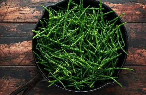 &Beta;ό&tau;&alpha;&nu;&alpha;: &Epsilon;ί&nu;&alpha;&iota; &gamma;&epsilon;&mu;ά&tau;&omicron; &beta;&iota;&tau;&alpha;&mu;ί&nu;&eta; C &kappa;&alpha;&iota; &delta;&upsilon;&nu;&alpha;&mu;ώ&nu;&epsilon;&iota; &tau;&omicron; &alpha;&nu;&omicron;&sigma;&omicron;&pi;&omicron;&iota;&eta;&tau;&iota;&kappa;ό &mu;&alpha;&sigmaf;