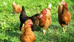 &Kappa;&alpha;&theta;&omicron;&rho;&iota;&sigma;&mu;ό&sigmaf; &sigma;&tau;ό&chi;&omega;&nu; &delta;&iota;&alpha;&tau;ή&rho;&eta;&sigma;&eta;&sigmaf; &gamma;&iota;&alpha; &epsilon;ί&delta;&eta; &omicron;&rho;&nu;&iota;&theta;&omicron;&pi;&alpha;&nu;ί&delta;&alpha;&sigmaf; &sigma;&tau;&iota;&sigmaf; &Zeta;ώ&nu;&epsilon;&sigmaf; &Epsilon;&iota;&delta;&iota;&kappa;ή&sigmaf; &Pi;&rho;&omicron;&sigma;&tau;&alpha;&sigma;ί&alpha;&sigmaf; &tau;&omicron;&upsilon; &delta;&iota;&kappa;&tau;ύ&omicron;&upsilon; Natura 2000