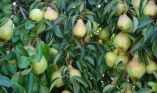 &Omicron;&delta;&eta;&gamma;ί&epsilon;&sigmaf; &alpha;&nu;&tau;&iota;&mu;&epsilon;&tau;ώ&pi;&iota;&sigma;&eta;&sigmaf; &gamma;&iota;&alpha; &tau;&eta;&nu; &psi;ύ&lambda;&lambda;&alpha; &tau;&eta;&sigmaf; &Alpha;&chi;&lambda;&alpha;&delta;&iota;ά&sigmaf;