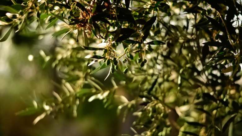 &Pi;&alpha;&rho;ά&tau;&alpha;&sigma;&eta; &epsilon;&phi;&alpha;&rho;&mu;&omicron;&gamma;ή&sigmaf; &tau;&eta;&sigmaf; &upsilon;&pi;&omicron;&chi;&rho;&epsilon;&omega;&tau;&iota;&kappa;ή&sigmaf; &delta;ή&lambda;&omega;&sigma;&eta;&sigmaf; &sigma;&upsilon;&gamma;&kappa;&omicron;&mu;&iota;&delta;ή&sigmaf; &epsilon;&lambda;&alpha;&iota;&omicron;&kappa;ά&rho;&pi;&omicron;&upsilon;