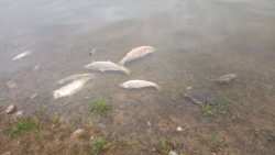 &Kappa;&alpha;&tau;&alpha;&gamma;&gamma;&epsilon;&lambda;ί&alpha; &ndash; &Alpha;&nu;&alpha;&phi;&omicron;&rho;ά &sigma;&tau;&omicron;&nu; &Epsilon;&iota;&sigma;&alpha;&gamma;&gamma;&epsilon;&lambda;έ&alpha; &gamma;&iota;&alpha; &tau;&eta; &lambda;ί&mu;&nu;&eta; &Kappa;&epsilon;&rho;&kappa;ί&nu;&eta;