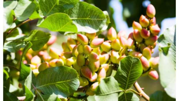 &Gamma;&epsilon;&omega;&rho;&gamma;&iota;&kappa;έ&sigmaf; &pi;&rho;&omicron;&epsilon;&iota;&delta;&omicron;&pi;&omicron;&iota;ή&sigma;&epsilon;&iota;&sigmaf; &gamma;&iota;&alpha; &tau;&eta; &phi;&iota;&sigma;&tau;&iota;&kappa;&iota;ά