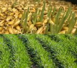 &Chi;&epsilon;&iota;&mu;&epsilon;&rho;&iota;&nu;ά &sigma;&iota;&tau;&eta;&rho;ά: &Tau;&alpha; &beta;&alpha;&sigma;&iota;&kappa;ά &sigma;&eta;&mu;&epsilon;ί&alpha; &pi;&omicron;&upsilon; &pi;&rho;έ&pi;&epsilon;&iota; &nu;&alpha; &pi;&rho;&omicron;&sigma;έ&xi;&epsilon;&iota; &omicron; &kappa;&alpha;&lambda;&lambda;&iota;&epsilon;&rho;&gamma;&eta;&tau;ή&sigmaf; &gamma;&iota;&alpha; &mu;&iota;&alpha; &epsilon;&pi;&iota;&tau;&upsilon;&chi;&eta;&mu;έ&nu;&eta; &sigma;&pi;&omicron;&rho;ά