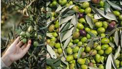 &Epsilon;&lambda;&iota;ά: &Tau;&iota; &pi;&rho;έ&pi;&epsilon;&iota; &nu;&alpha; &gamma;&nu;&omega;&rho;ί&zeta;&omicron;&upsilon;&mu;&epsilon; &gamma;&iota;&alpha; &tau;&eta; &phi;&upsilon;&tau;&omicron;&pi;&rho;&omicron;&sigma;&tau;&alpha;&sigma;ί&alpha; &kappa;&alpha;&tau;ά &tau;&eta;&nu; ά&nu;&theta;&iota;&sigma;&eta;