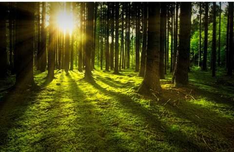 &Gamma;&iota;ώ&rho;&gamma;&omicron;&sigmaf; &Kappa;&alpha;&rho;&alpha;&sigma;&mu;ά&nu;&eta;&sigmaf;: 4 &epsilon;&kappa;&alpha;&tau;&omicron;&mu;&mu;ύ&rho;&iota;&alpha; &gamma;&iota;&alpha; &tau;&alpha; &delta;ά&sigma;&eta; &tau;&omicron;&upsilon; &nu;&omicron;&mu;&omicron;ύ &mu;&alpha;&sigmaf;