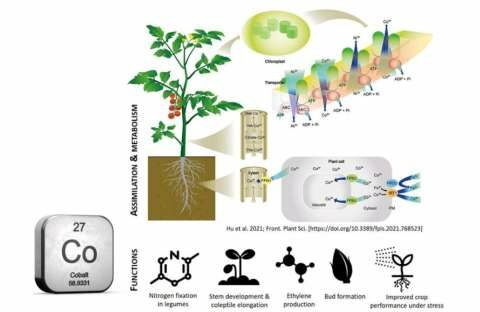 &Omicron; &rho;ό&lambda;&omicron;&sigmaf; &tau;&omicron;&upsilon; &Kappa;&omicron;&beta;&alpha;&lambda;&tau;ί&omicron;&upsilon; (Co) &sigma;&tau;&eta; &phi;&upsilon;&sigma;&iota;&omicron;&lambda;&omicron;&gamma;ί&alpha; &tau;&omega;&nu; &phi;&upsilon;&tau;ώ&nu; &kappa;&alpha;&iota; &tau;&alpha; &omicron;&phi;έ&lambda;&eta; &alpha;&pi;ό &tau;&eta;&nu; &pi;&rho;&omicron;&sigma;&theta;ή&kappa;&eta; &tau;&omicron;&upsilon;
