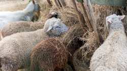 &Delta;&iota;&pi;&lambda;ό &pi;&lambda;ή&gamma;&mu;&alpha; &alpha;&pi;ό &epsilon;&upsilon;&lambda;&omicron;&gamma;&iota;ά &kappa;&alpha;&iota; &kappa;&alpha;&tau;&alpha;&rho;&rho;&omicron;ϊ&kappa;ό &pi;&upsilon;&rho;&epsilon;&tau;ό &gamma;&iota;&alpha; &tau;&omicron;&upsilon;&sigmaf; &kappa;&tau;&eta;&nu;&omicron;&tau;&rho;ό&phi;&omicron;&upsilon;&sigmaf; &tau;&eta;&sigmaf; &Eta;&lambda;&epsilon;ί&alpha;&sigmaf;