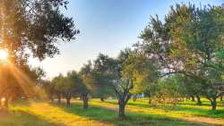 &Phi;&upsilon;&tau;&omicron;&pi;&rho;&omicron;&sigma;&tau;&alpha;&sigma;ί&alpha; &gamma;&iota;&alpha; &tau;&eta;&nu; &Epsilon;&lambda;&iota;ά