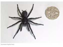 B&rho;έ&theta;&eta;&kappa;&epsilon; &eta; &mu;&epsilon;&gamma;&alpha;&lambda;ύ&tau;&epsilon;&rho;&eta; &alpha;&rho;&sigma;&epsilon;&nu;&iota;&kappa;ή &kappa;&alpha;&iota; &pi;&iota;&omicron; &delta;&eta;&lambda;&eta;&tau;&eta;&rho;&iota;ώ&delta;&eta;&sigmaf; &alpha;&rho;ά&chi;&nu;&eta; &sigma;&tau;&omicron;&nu; &kappa;ό&sigma;&mu;&omicron;