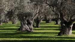 &Alpha;ύ&xi;&eta;&sigma;&eta; &tau;&omega;&nu; &eta;&mu;&epsilon;&rho;ώ&nu; &mu;&epsilon; &theta;&epsilon;&rho;&mu;&omicron;&kappa;&rho;&alpha;&sigma;ί&epsilon;&sigmaf; ά&nu;&omega; &tau;&omega;&nu; 35 &beta;&alpha;&theta;&mu;ώ&nu; &mu;έ&chi;&rho;&iota; &tau;&omicron; 2050