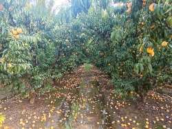 &Alpha;&nu;&alpha;&kappa;&omicron;ί&nu;&omega;&sigma;&eta; &Alpha;&Sigma; &Nu;ά&omicron;&upsilon;&sigma;&alpha;&sigmaf; "&Mu;&Alpha;&Rho;&Iota;&Nu;&Omicron;&Sigma; &Alpha;&Nu;&Tau;&Upsilon;&Pi;&Alpha;&Sigma;" &gamma;&iota;&alpha; &tau;&iota;&sigmaf; &kappa;&alpha;&tau;&alpha;&sigma;&tau;&rho;&omicron;&phi;έ&sigmaf; &sigma;&tau;&iota;&sigmaf; &kappa;&alpha;&lambda;&lambda;&iota;έ&rho;&gamma;&epsilon;&iota;&epsilon;&sigmaf;