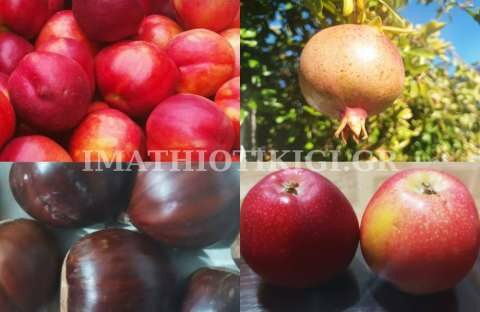 &Upsilon;&pi;&Alpha;&Alpha;&Tau;, &gamma;&iota;&alpha; &tau;&alpha; 26 &epsilon;&kappa;&alpha;&tau;. &epsilon;&upsilon;&rho;ώ &pi;&omicron;&upsilon; &epsilon;&gamma;&kappa;&rho;ί&theta;&eta;&kappa;&alpha;&nu; &alpha;&pi;ό &tau;&eta;&nu; &Epsilon;&Epsilon; - &Omicron;&upsilon;&kappa;&rho;&alpha;&nu;&iota;&kappa;ή &kappa;&rho;ί&sigma;&eta; &kappa;&alpha;&iota; &sigma;&tau;ή&rho;&iota;&xi;&eta; &tau;&omega;&nu; &alpha;&gamma;&rho;&omicron;&tau;ώ&nu; ό&pi;&omicron;&upsilon; &alpha;&upsilon;&tau;ή &alpha;&pi;&alpha;&iota;&tau;&eta;&theta;&epsilon;ί