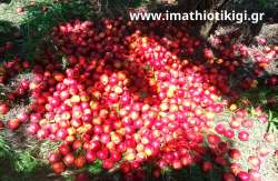 &Pi;&lambda;&eta;&rho;&omega;&mu;ή &mu;έ&sigma;&omega; &chi;&rho;&eta;&mu;&alpha;&tau;&omicron;&delta;&omicron;&tau;&iota;&kappa;&omicron;ύ &epsilon;&rho;&gamma;&alpha;&lambda;&epsilon;ί&omicron;&upsilon; &gamma;&iota;&alpha; &tau;&iota;&sigmaf; &zeta;&eta;&mu;&iota;έ&sigmaf; &epsilon;&kappa;&tau;ό&sigmaf; &kappa;&alpha;&nu;&omicron;&nu;&iota;&sigma;&mu;&omicron;ύ &Epsilon;&Lambda;&Gamma;&Alpha;, &zeta;ή&tau;&eta;&sigma;&epsilon; &omicron; &Tau;ά&sigma;&omicron;&sigmaf; &Mu;&pi;&alpha;&rho;&tau;&zeta;ώ&kappa;&alpha;&sigmaf;