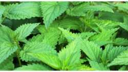 &Gamma;&iota;&alpha;&tau;ί &eta; &tau;&sigma;&omicron;&upsilon;&kappa;&nu;ί&delta;&alpha; &epsilon;ί&nu;&alpha;&iota; &omega;&phi;έ&lambda;&iota;&mu;&omicron; &phi;&upsilon;&tau;ό;