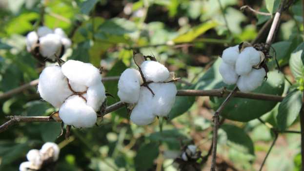 &Sigma;&upsilon;&nu;&epsilon;&rho;&gamma;&alpha;&sigma;ί&alpha; &Upsilon;&Pi;&Alpha;&Alpha;&Tau; &ndash; &Delta;&Omicron;&Beta; &mu;&epsilon; &sigma;&tau;ό&chi;&omicron; &tau;&eta; &mu;έ&gamma;&iota;&sigma;&tau;&eta; &delta;&upsilon;&nu;&alpha;&tau;ή &alpha;&pi;&omicron;&tau;&epsilon;&lambda;&epsilon;&sigma;&mu;&alpha;&tau;&iota;&kappa;ό&tau;&eta;&tau;&alpha; &sigma;&tau;&eta;&nu; &pi;&alpha;&rho;έ&mu;&beta;&alpha;&sigma;&eta; &tau;&omicron;&upsilon; &Sigma;&Sigma; &Kappa;&Alpha;&Pi; &gamma;&iota;&alpha; &tau;&eta; &mu;&epsilon;ί&omega;&sigma;&eta; &tau;&omicron;&upsilon; &alpha;&pi;&omicron;&tau;&upsilon;&pi;ώ&mu;&alpha;&tau;&omicron;&sigmaf; ά&nu;&theta;&rho;&alpha;&kappa;&alpha;