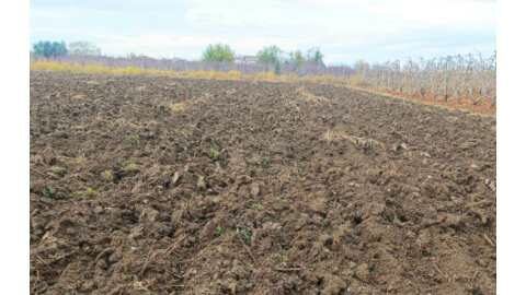 &Kappa;&lambda;έ&beta;&omicron;&upsilon;&nu; &delta;&epsilon;&nu;&delta;&rho;ύ&lambda;&lambda;&iota;&alpha; &alpha;&pi;ό &tau;&alpha; &chi;&omega;&rho;ά&phi;&iota;&alpha;