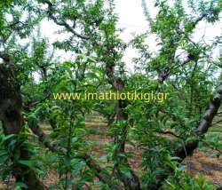 &Sigma;&tau;&eta; &Beta;έ&rho;&omicron;&iota;&alpha; &omicron; &pi;&rho;ό&epsilon;&delta;&rho;&omicron;&sigmaf; &tau;&omicron;&upsilon; &Epsilon;&Lambda;&Gamma;&Alpha; &gamma;&iota;&alpha; &tau;&omicron; &pi;&rho;ό&beta;&lambda;&eta;&mu;&alpha; &tau;&eta;&sigmaf; &kappa;&alpha;&rho;&pi;ό&pi;&tau;&omega;&sigma;&eta;&sigmaf; &sigma;&epsilon; &rho;&omicron;&delta;ά&kappa;&iota;&nu;&alpha; &kappa;&alpha;&iota; &nu;&epsilon;&kappa;&tau;&alpha;&rho;ί&nu;&iota;&alpha;