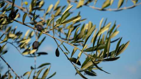 &Epsilon;&lambda;&iota;ά: &Tau;&iota; &epsilon;ί&nu;&alpha;&iota; &eta; &sigma;&chi;&iota;&nu;&omicron;&kappa;&alpha;&rho;&pi;ί&alpha; &kappa;&alpha;&iota; &pi;ώ&sigmaf; &nu;&alpha; &tau;&eta;&nu; &alpha;&pi;&omicron;&phi;ύ&gamma;&epsilon;&tau;&epsilon;