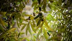 &Gamma;&epsilon;&omega;&rho;&gamma;&iota;&kappa;έ&sigmaf; &pi;&rho;&omicron;&epsilon;&iota;&delta;&omicron;&pi;&omicron;&iota;ή&sigma;&epsilon;&iota;&sigmaf; &gamma;&iota;&alpha; &tau;&eta;&nu; &epsilon;&lambda;&iota;ά