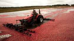 &Kappa;&rho;ά&nu;&mu;&pi;&epsilon;&rho;&upsilon;: &Pi;&omega;&sigmaf; &kappa;&alpha;&lambda;&lambda;&iota;&epsilon;&rho;&gamma;&epsilon;ί&tau;&alpha;&iota; &kappa;&alpha;&iota; &pi;&omicron;&iota;&omicron;&iota; &omicron;&iota; &sigma;&eta;&mu;&alpha;&nu;&tau;&iota;&kappa;ό&tau;&epsilon;&rho;&omicron;&iota; &epsilon;&chi;&theta;&rho;&omicron;ί &kappa;&alpha;&iota; &alpha;&sigma;&theta;έ&nu;&epsilon;&iota;&epsilon;&sigmaf;