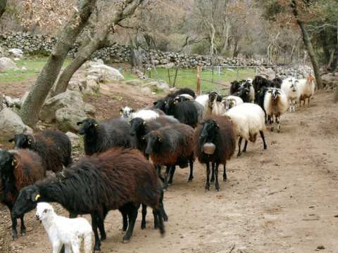 &Sigma;&upsilon;&nu;&epsilon;&lambda;ή&phi;&theta;&eta; &kappa;&tau;&eta;&nu;&omicron;&tau;&rho;ό&phi;&omicron;&sigmaf; &sigma;&tau;&eta; &Lambda;έ&sigma;&beta;&omicron;: &Mu;&epsilon;&tau;έ&phi;&epsilon;&rho;&epsilon; &pi;&alpha;&rho;ά&nu;&omicron;&mu;&alpha; &tau;&alpha; &pi;&rho;ό&beta;&alpha;&tau;ά &tau;&omicron;&upsilon; &epsilon;&nu; &mu;έ&sigma;&omega; &kappa;&alpha;&rho;&alpha;&nu;&tau;ί&nu;&alpha;&sigmaf; &gamma;&iota;&alpha; &tau;&omicron;&nu; &alpha;&phi;&theta;ώ&delta;&eta; &pi;&upsilon;&rho;&epsilon;&tau;ό