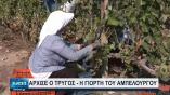 &Alpha;&mu;&pi;&epsilon;&lambda;&omicron;&kappa;&alpha;&lambda;&lambda;&iota;έ&rho;&gamma;&epsilon;&iota;&alpha;: &Eta; &kappa;&lambda;&iota;&mu;&alpha;&tau;&iota;&kappa;ή &alpha;&lambda;&lambda;&alpha;&gamma;ή &omega;&rho;&iota;&mu;ά&zeta;&epsilon;&iota; &nu;&omega;&rho;ί&tau;&epsilon;&rho;&alpha; &tau;&alpha; &sigma;&tau;&alpha;&phi;ύ&lambda;&iota;&alpha; &ndash; &Omicron; &Alpha;ύ&gamma;&omicron;&upsilon;&sigma;&tau;&omicron;&sigmaf; &epsilon;ί&nu;&alpha;&iota; &pi;&lambda;έ&omicron;&nu; &omicron; &ldquo;&tau;&rho;&upsilon;&gamma;&eta;&tau;ή&sigmaf;&rdquo; (&Beta;ί&nu;&tau;&epsilon;&omicron;)