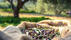 &Phi;&alpha;&iota;&nu;ό&mu;&epsilon;&nu;&alpha; &nu;&omicron;&theta;&epsilon;ί&alpha;&sigmaf; &tau;&omicron;&upsilon; &epsilon;&lambda;&alpha;&iota;&omicron;&lambda;ά&delta;&omicron;&upsilon; - &Pi;&rho;&omicron;&sigma;&tau;&alpha;&sigma;ί&alpha; &kappa;&alpha;&tau;&alpha;&nu;&alpha;&lambda;&omega;&tau;ώ&nu; &kappa;&alpha;&iota; &epsilon;&pi;&iota;&chi;&epsilon;&iota;&rho;ή&sigma;&epsilon;&omega;&nu;