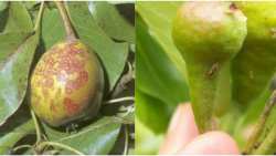 &Gamma;&epsilon;&omega;&rho;&gamma;&iota;&kappa;έ&sigmaf; &pi;&rho;&omicron;&epsilon;&iota;&delta;&omicron;&pi;&omicron;&iota;ή&sigma;&epsilon;&iota;&sigmaf; &gamma;&iota;&alpha; &tau;&alpha; &Mu;&eta;&lambda;&omicron;&epsilon;&iota;&delta;ή