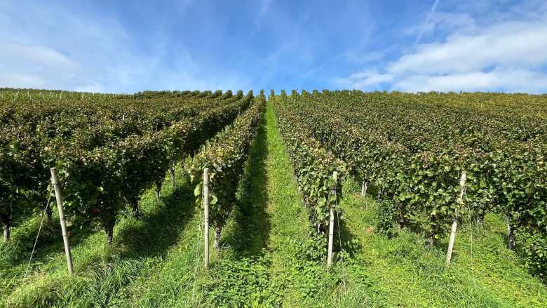 &Kappa;&Epsilon;&Omicron;&Sigma;&Omicron;&Epsilon;: &laquo;&Delta;&epsilon;&nu; &theta;&alpha; &beta;ά&lambda;&epsilon;&iota; &tau;έ&lambda;&omicron;&sigmaf; &sigma;&tau;&eta;&nu; &kappa;&rho;ί&sigma;&eta; &tau;&omicron;&upsilon; &omicron;ί&nu;&omicron;&upsilon;, &alpha;&lambda;&lambda;ά &theta;&alpha; &tau;&eta; &mu;&epsilon;&tau;&rho;&iota;ά&sigma;&epsilon;&iota; &lambda;ί&gamma;&omicron;&raquo;: &Eta; &Epsilon;&upsilon;&rho;ώ&pi;&eta; &kappa;&iota;&nu;&eta;&tau;&omicron;&pi;&omicron;&iota;&epsilon;ί&tau;&alpha;&iota; &gamma;&iota;&alpha; &tau;&omicron;&upsilon;&sigmaf; &alpha;&mu;&pi;&epsilon;&lambda;ώ&nu;&epsilon;&sigmaf; &tau;&eta;&sigmaf;, &chi;&omega;&rho;ί&sigmaf; &nu;&alpha; &pi;&iota;&sigma;&tau;&epsilon;ύ&epsilon;&iota; &sigma;&epsilon; &theta;&alpha;ύ&mu;&alpha;&tau;&alpha;