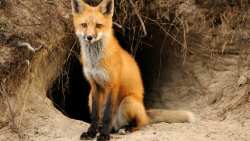 &Upsilon;&Pi;&Alpha;&Alpha;&Tau;: Έ&nu;&alpha;&rho;&xi;&eta; &tau;&eta;&sigmaf; 19&eta;&sigmaf; &Epsilon;&mu;&beta;&omicron;&lambda;&iota;&alpha;&sigma;&tau;&iota;&kappa;ή&sigmaf; &Epsilon;&kappa;&sigma;&tau;&rho;&alpha;&tau;&epsilon;ί&alpha;&sigmaf; &tau;&omega;&nu; &Alpha;&lambda;&epsilon;&pi;&omicron;ύ&delta;&omega;&nu; &gamma;&iota;&alpha; &tau;&omicron; &Pi;&rho;ό&gamma;&rho;&alpha;&mu;&mu;&alpha; &Epsilon;&pi;&iota;&tau;ή&rho;&eta;&sigma;&eta;&sigmaf; &kappa;&alpha;&iota; &Kappa;&alpha;&tau;&alpha;&pi;&omicron;&lambda;έ&mu;&eta;&sigma;&eta;&sigmaf; &tau;&eta;&sigmaf; &Lambda;ύ&sigma;&sigma;&alpha;&sigmaf;