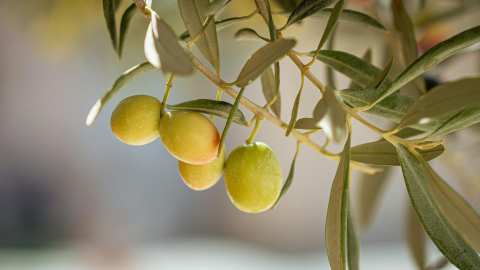 &Gamma;&epsilon;&omega;&rho;&gamma;&iota;&kappa;έ&sigmaf; &pi;&rho;&omicron;&epsilon;&iota;&delta;&omicron;&pi;&omicron;&iota;ή&sigma;&epsilon;&iota;&sigmaf; &gamma;&iota;&alpha; &tau;&eta;&nu; &Epsilon;&lambda;&iota;ά