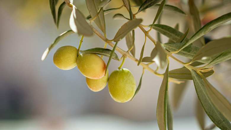 &Gamma;&epsilon;&omega;&rho;&gamma;&iota;&kappa;έ&sigmaf; &pi;&rho;&omicron;&epsilon;&iota;&delta;&omicron;&pi;&omicron;&iota;ή&sigma;&epsilon;&iota;&sigmaf; &gamma;&iota;&alpha; &tau;&eta;&nu; &Epsilon;&lambda;&iota;ά