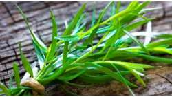 &Epsilon;&sigma;&tau;&rho;&alpha;&gamma;&kappa;ό&nu;: &Tau;&omicron; &beta;ό&tau;&alpha;&nu;&omicron; &mu;&epsilon; &tau;&eta;&nu; &iota;&delta;&iota;&alpha;ί&tau;&epsilon;&rho;&eta; &gamma;&epsilon;ύ&sigma;&eta; &kappa;&alpha;&iota; &tau;&omicron; &xi;&epsilon;&chi;&omega;&rho;&iota;&sigma;&tau;ό ά&rho;&omega;&mu;&alpha; - &Pi;&omicron;&iota;&alpha; &tau;&alpha; &omicron;&phi;έ&lambda;&eta; &tau;&omicron;&upsilon; &sigma;&tau;&omicron;&nu; &omicron;&rho;&gamma;&alpha;&nu;&iota;&sigma;&mu;ό &mu;&alpha;&sigmaf;