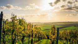 &Gamma;&epsilon;&omega;&rho;&gamma;&iota;&kappa;έ&sigmaf; &pi;&rho;&omicron;&epsilon;&iota;&delta;&omicron;&pi;&omicron;&iota;ή&sigma;&epsilon;&iota;&sigmaf; &gamma;&iota;&alpha; &tau;&omicron; &Alpha;&mu;&pi;έ&lambda;&iota;