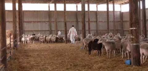 &Pi;&rho;έ&beta;&epsilon;&zeta;&alpha;: &Sigma;&epsilon; &kappa;&alpha;&rho;&alpha;&nu;&tau;ί&nu;&alpha; &kappa;&tau;&eta;&nu;&omicron;&tau;&rho;&omicron;&phi;&iota;&kappa;ή &mu;&omicron;&nu;ά&delta;&alpha; &mu;&epsilon;&tau;ά &alpha;&pi;ό ύ&pi;&omicron;&pi;&tau;&omicron; &kappa;&rho;&omicron;ύ&sigma;&mu;&alpha; &epsilon;&upsilon;&lambda;&omicron;&gamma;&iota;ά&sigmaf;