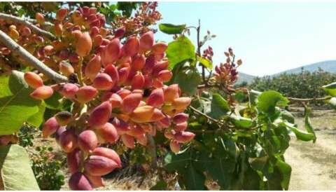 &Gamma;&epsilon;&omega;&rho;&gamma;&iota;&kappa;έ&sigmaf; &pi;&rho;&omicron;&epsilon;&iota;&delta;&omicron;&pi;&omicron;&iota;ή&sigma;&epsilon;&iota;&sigmaf; &gamma;&iota;&alpha; &tau;&eta; &Phi;&iota;&sigma;&tau;&iota;&kappa;&iota;ά