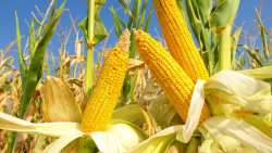 &Omicron;&rho;&theta;&omicron;&lambda;&omicron;&gamma;&iota;&kappa;ή &Lambda;ί&pi;&alpha;&nu;&sigma;&eta; : &Epsilon;&pi;ί&delta;&rho;&alpha;&sigma;&eta; &sigma;&tau;&eta;&nu; &pi;&alpha;&rho;&alpha;&gamma;&omega;&gamma;ή &kappa;&alpha;&iota; &sigma;&tau;&eta;&nu; &pi;&omicron;&iota;ό&tau;&eta;&tau;&alpha; &tau;&omicron;&upsilon; &Kappa;&alpha;&lambda;&alpha;&mu;&pi;&omicron;&kappa;&iota;&omicron;ύ