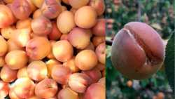 &Beta;ί&nu;&tau;&epsilon;&omicron; &pi;&alpha;&rho;&alpha;&gamma;&omega;&gamma;&omicron;ύ: &Omicron;&lambda;&omicron;&kappa;&lambda;&eta;&rho;&omega;&tau;&iota;&kappa;ή &kappa;&alpha;&tau;&alpha;&sigma;&tau;&rho;&omicron;&phi;ή &beta;&epsilon;&rho;&iota;&kappa;ό&kappa;&omega;&nu; &lambda;ό&gamma;&omega; &sigma;&kappa;&alpha;&sigma;ί&mu;&alpha;&tau;&omicron;&sigmaf; &alpha;&pi;ό &tau;&iota;&sigmaf; &sigma;&upsilon;&nu;&epsilon;&chi;ό&mu;&epsilon;&nu;&epsilon;&sigmaf; &beta;&rho;&omicron;&chi;&omicron;&pi;&tau;ώ&sigma;&epsilon;&iota;&sigmaf;