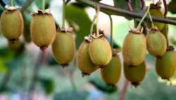 &Epsilon;&sigma;ύ &sigma;&kappa;έ&phi;&tau;&epsilon;&sigma;&alpha;&iota; &nu;&alpha; &kappa;&alpha;&lambda;&lambda;&iota;&epsilon;&rho;&gamma;ή&sigma;&epsilon;&iota;&sigmaf; &Alpha;&kappa;&tau;&iota;&nu;ί&delta;&iota;&alpha;?