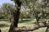 &Gamma;&epsilon;&omega;&rho;&gamma;&iota;&kappa;έ&sigmaf; &pi;&rho;&omicron;&epsilon;&iota;&delta;&omicron;&pi;&omicron;&iota;ή&sigma;&epsilon;&iota;&sigmaf; &gamma;&iota;&alpha; &tau;&eta;&nu; &epsilon;&lambda;&iota;ά