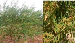 &Gamma;&epsilon;&omega;&rho;&gamma;&iota;&kappa;έ&sigmaf; &pi;&rho;&omicron;&epsilon;&iota;&delta;&omicron;&pi;&omicron;&iota;ή&sigma;&epsilon;&iota;&sigmaf; &gamma;&iota;&alpha; &tau;&eta;&nu; &alpha;&mu;&upsilon;&gamma;&delta;&alpha;&lambda;&iota;ά