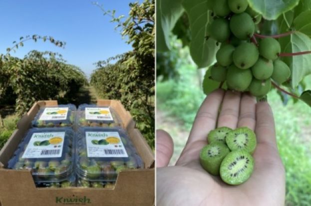 &Alpha;&kappa;&tau;&iota;&nu;ί&delta;&iota;&alpha;: &Iota;&kappa;&alpha;&nu;&omicron;&pi;&omicron;&iota;&eta;&tau;&iota;&kappa;ά &kappa;έ&rho;&delta;&eta; &kappa;&alpha;&iota; &mu;&iota;&alpha; &alpha;&pi;ό &tau;&iota;&sigmaf; &kappa;&alpha;&lambda;ύ&tau;&epsilon;&rho;&epsilon;&sigmaf; &sigma;&epsilon;&zeta;ό&nu; &phi;έ&tau;&omicron;&sigmaf; &alpha;&nu;&alpha;&mu;έ&nu;&omicron;&upsilon;&nu; &sigma;&tau;&eta;&nu; &Pi;&omicron;&rho;&tau;&alpha;&gamma;&alpha;&lambda;ί&alpha;