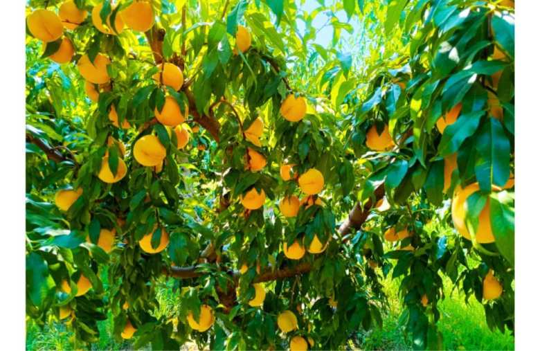 &Eta;&mu;&alpha;&theta;ί&alpha;: &Pi;&omega;&lambda;&epsilon;ί&tau;&alpha;&iota; &chi;&omega;&rho;ά&phi;&iota; 5,5 &sigma;&tau;&rho;έ&mu;&mu;&alpha;&tau;&alpha;